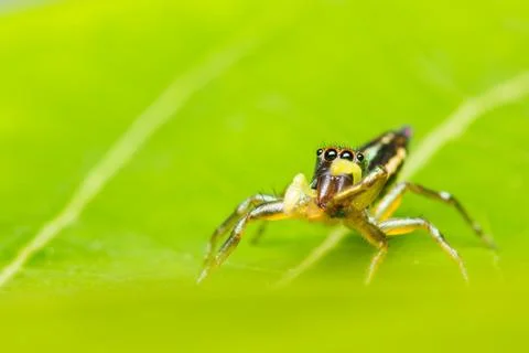 Cosmophasis umbratica jumping spider Stock-Fotos