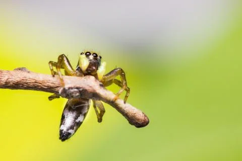 Cosmophasis umbratica jumping spider Stock Photos
