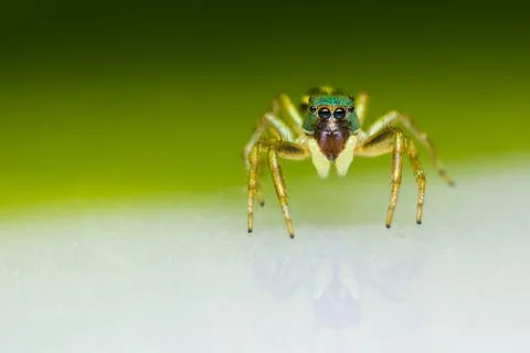 Cosmophasis umbratica jumping spider Stock Photos