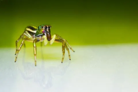 Cosmophasis umbratica jumping spider Stock Photos