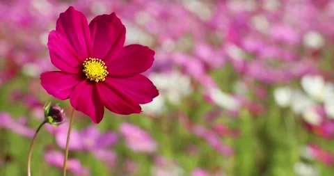 Cosmos 05 Stock Footage 152707392