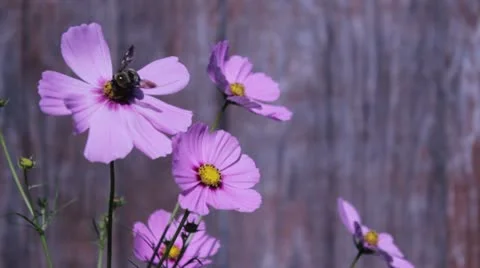 Cosmos and bumblebees. Stock Footage 12411508
