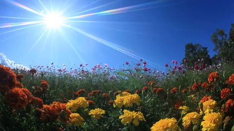 Cosmos and Marigold Fields in the Wind Stock Footage 324902574