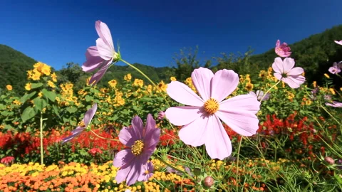 Cosmos and Sunflower Fields in the Wind Stock Footage 324899533