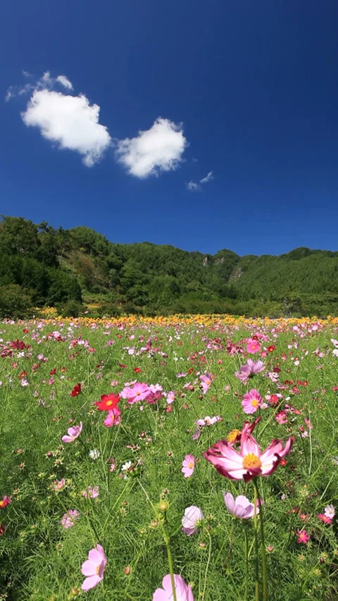 Cosmos and Sunflower Fields in the Wind by Mount Dokko Stock Footage 324900511