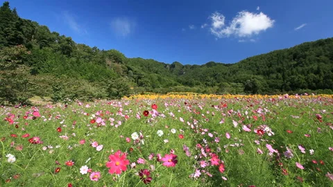Cosmos and Sunflower Fields in the Wind by Mount Dokko Video stock 324900821