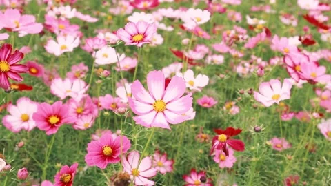 Cosmos in autumn_1920x1080 Stock Footage 199178552