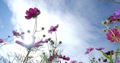Cosmos in backlight. Stock Footage 260321141
