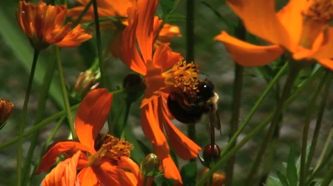 Cosmos bee Stock Footage 5296344