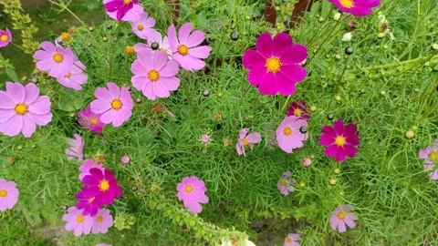 Cosmos bipinnatus 1 Stock Footage 339743031