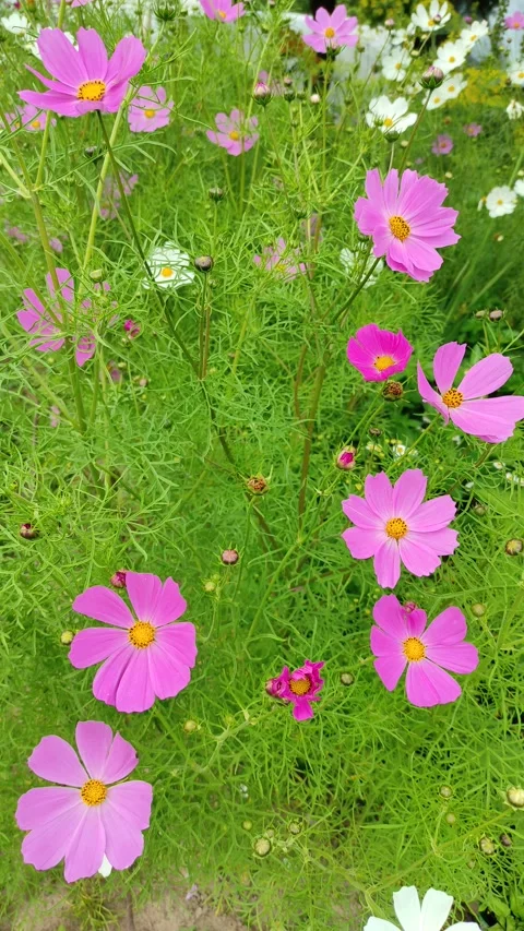 Cosmos bipinnatus 2 Video stock 339743155