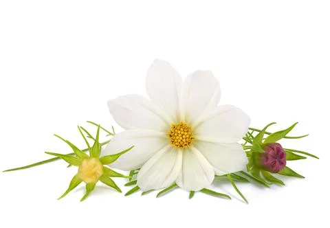 Cosmos bipinnatus Stock Photos