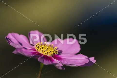 A cosmos blooms in autumn,Astoria, Oregon, United States of America Stock Photos