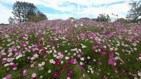 Cosmos blooms in full bloom Stock Footage 220464774