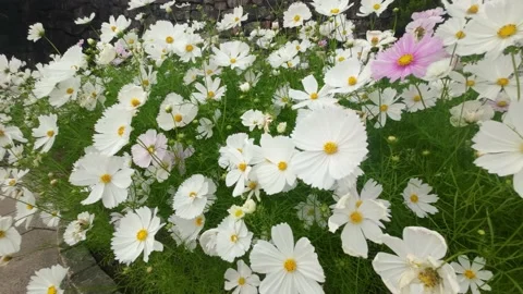 Cosmos blooms in full bloom Stock Footage 220464779