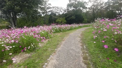 Cosmos blooms in full bloom Stock Footage 220464809