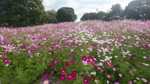 Cosmos blooms in full bloom Stock Footage 220464917