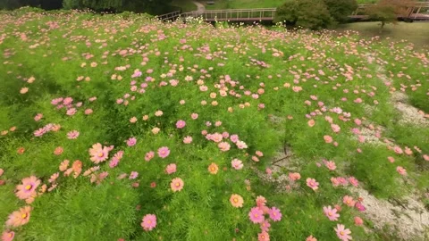 Cosmos blooms in full bloom Stock Footage 220464952
