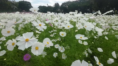 Cosmos blooms in full bloom Stock Footage 220464976
