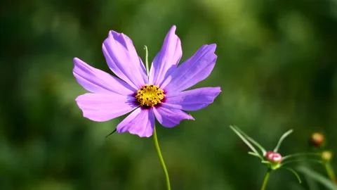 Cosmos Blossom Stock Footage 212767098