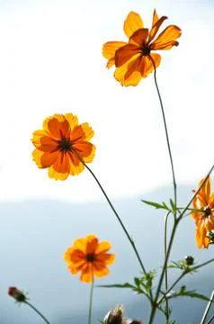 Cosmos from bottom view Stock Photos