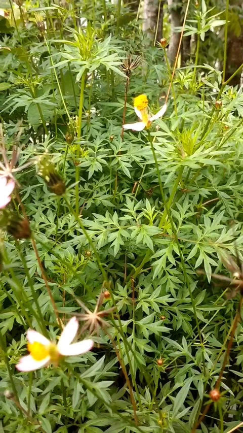 Cosmos caudatus) Stock Footage 326268755