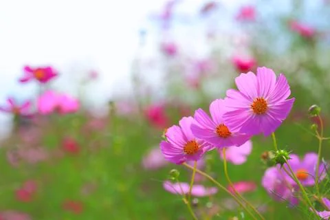 Cosmos close up Stock Photos