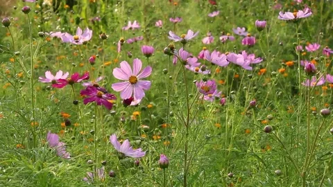 Cosmos evening Stock Footage
