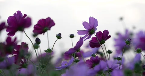 Cosmos field after sunset. Stock Footage 260320854