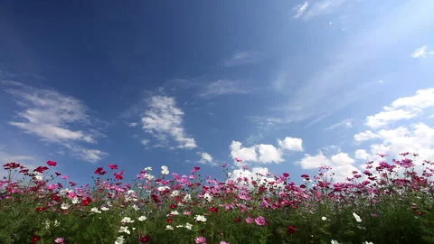 Cosmos Field and Flowing Clouds 스톡 동영상 330270534
