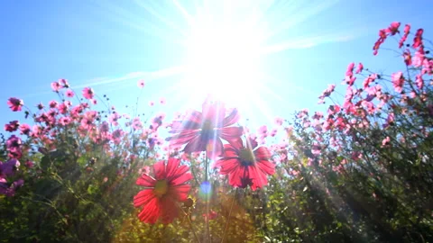 Cosmos Field and Rays of Sunlight 스톡 동영상 330381338