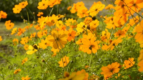 Cosmos field in breeze Stock Footage 39891509