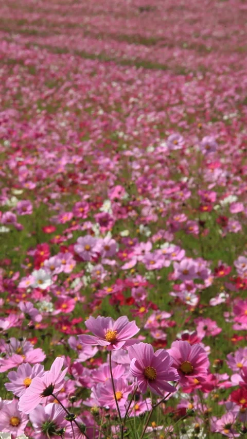 Cosmos Field in the Breeze Stock Footage 324901461