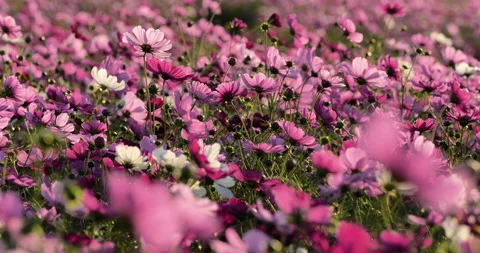 Cosmos field in the evening. Stock Footage 134512089