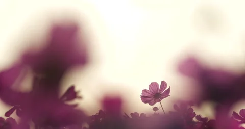 Cosmos field in the evening Stock Footage 156484689