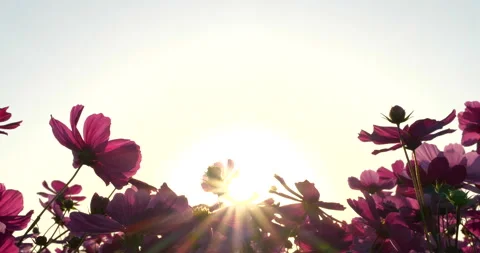 Cosmos field in the evening. Video stock 159398421