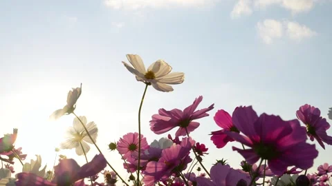 Cosmos field in the evening. Stock Footage 243672740