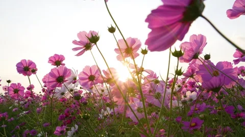 Cosmos field in the evening Stock Footage 244028839