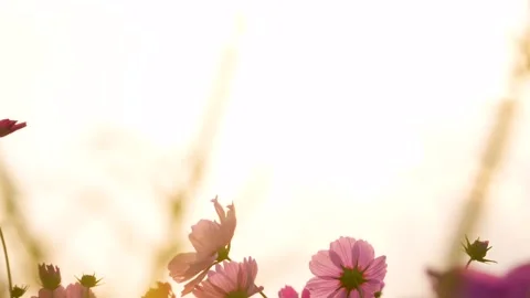Cosmos field in the evening Stock Footage 244028890