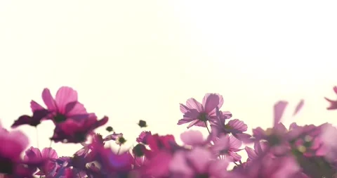 Cosmos field in the evening. Video stock 260320999