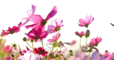 Cosmos field in the evening swaying in the wind. Vídeos de archivo 260320855