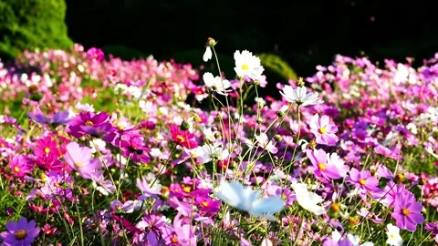 Cosmos field in fall Stock Footage 225452568