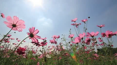 Cosmos field Video stock 14827517