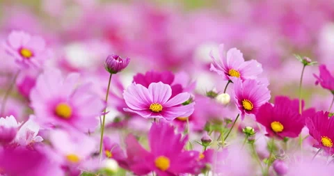 Cosmos field Stock Footage 132317161