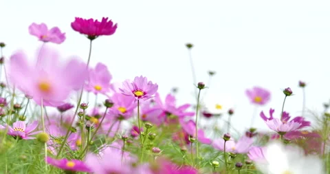 Cosmos field. Stock Footage 132317529