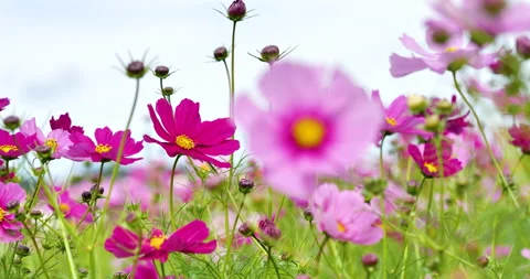 Cosmos field. Stock Footage 132320731