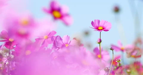 Cosmos field. Stock Footage 156367339