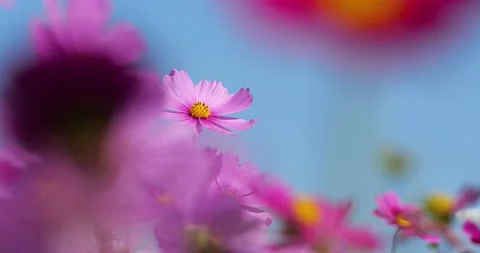 Cosmos field Stock Footage 160608259