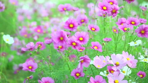 Cosmos Field Video stock 331976550