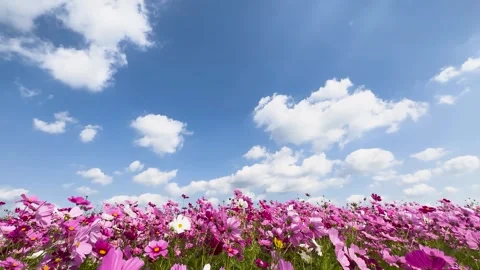 Cosmos field in full bloom and autumn sky Stock Footage 243785095